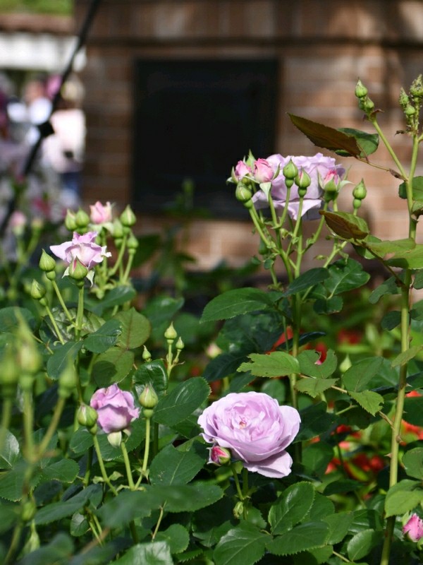 f:id:flowerTDR:20180509091337j:plain
