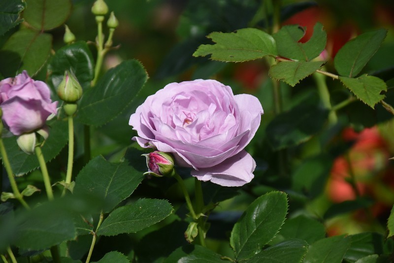 f:id:flowerTDR:20180509091346j:plain
