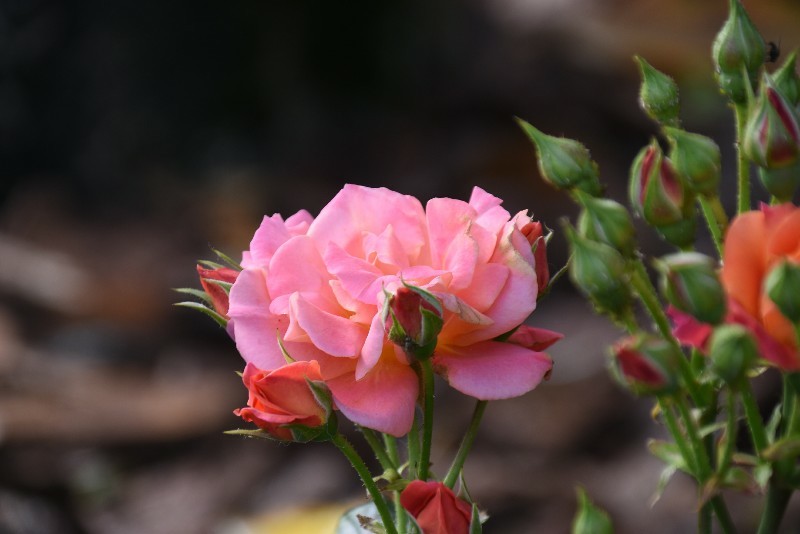 f:id:flowerTDR:20180509091652j:plain