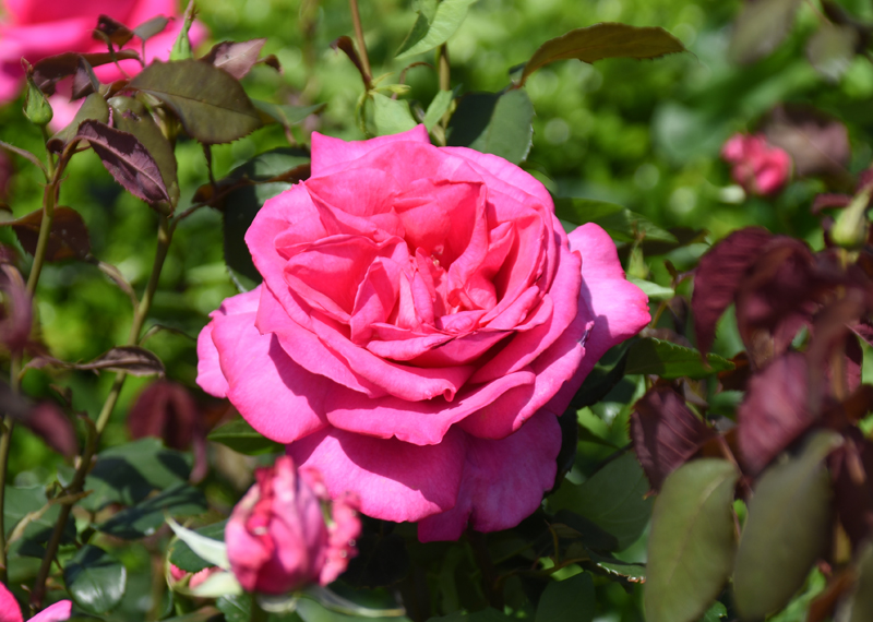 f:id:flowerTDR:20180516081109j:plain