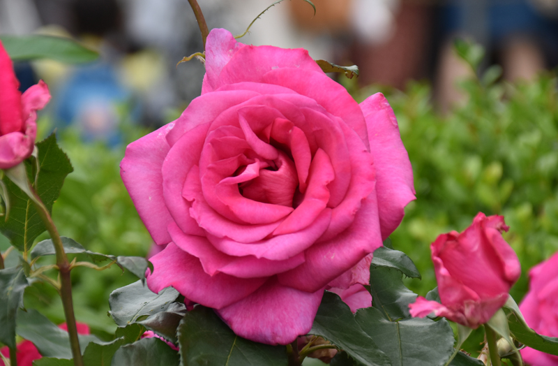 f:id:flowerTDR:20180516081120j:plain