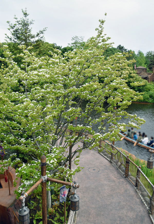 f:id:flowerTDR:20180519090019j:plain f:id:flowerTDR:20180519090019j:plain
