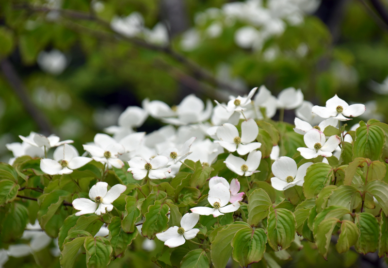 f:id:flowerTDR:20180519090028j:plain f:id:flowerTDR:20180519090028j:plain