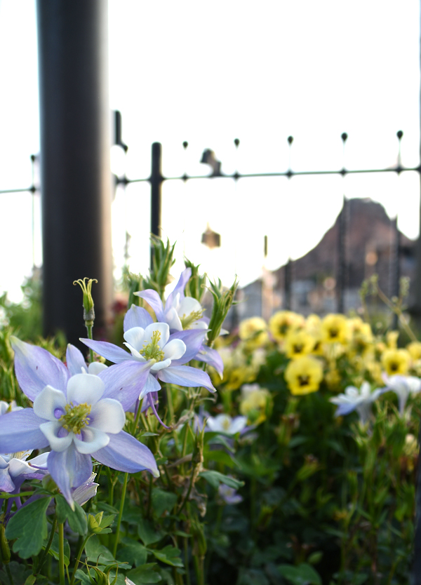 f:id:flowerTDR:20180523091740j:plain