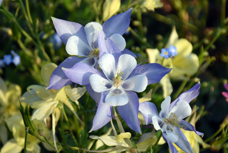 f:id:flowerTDR:20180523091751j:plain