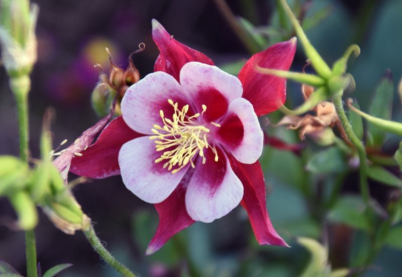 f:id:flowerTDR:20180523091805j:plain