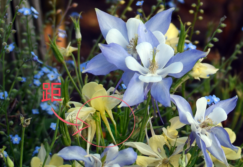 f:id:flowerTDR:20180523094542j:plain