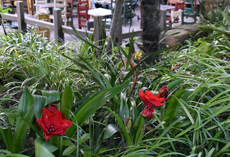 炎のような花 舞浜植物図鑑
