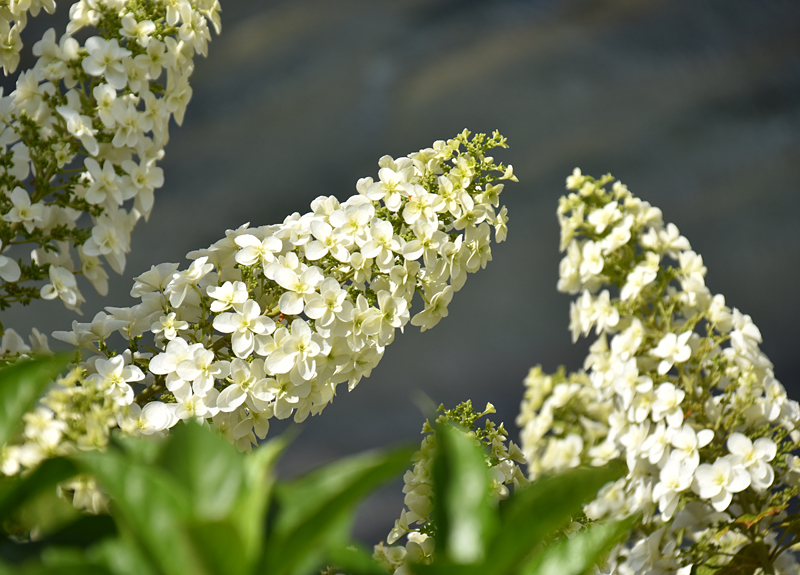 紫陽花の仲間です 舞浜植物図鑑