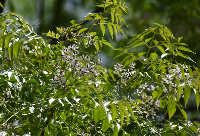 f:id:flowerTDR:20180528074602j:plain