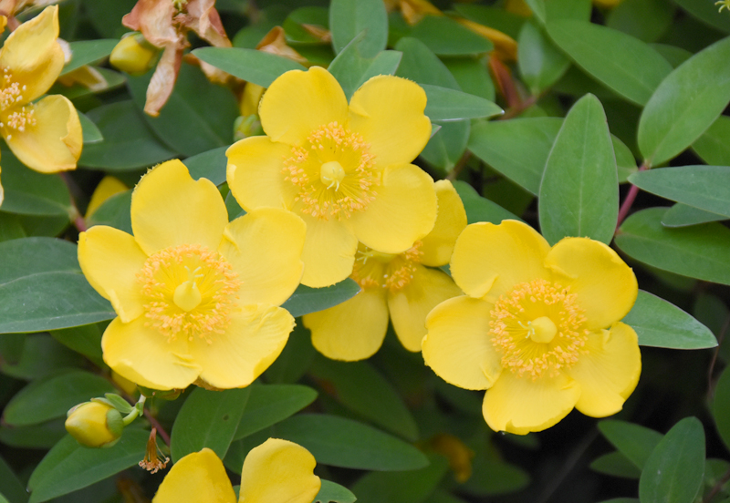f:id:flowerTDR:20180601230147j:plain