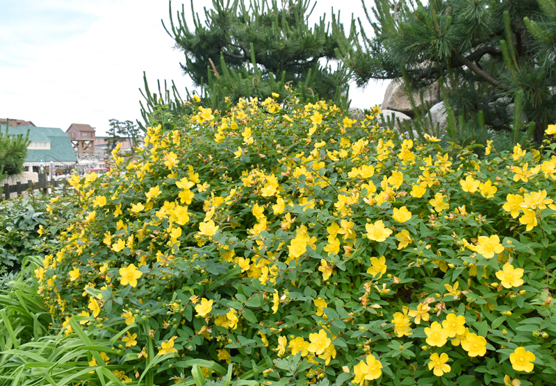 f:id:flowerTDR:20180601230216j:plain