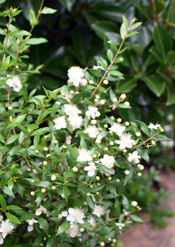 f:id:flowerTDR:20180616081104j:plain