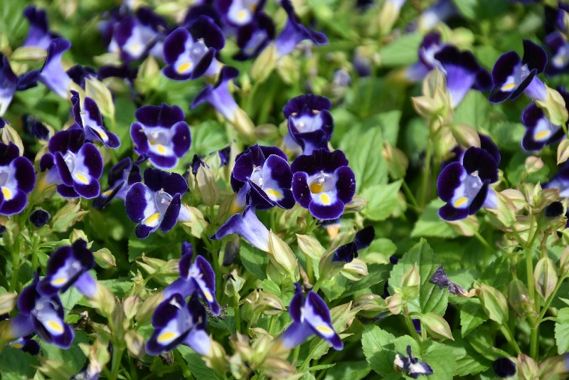 f:id:flowerTDR:20180704091257j:plain