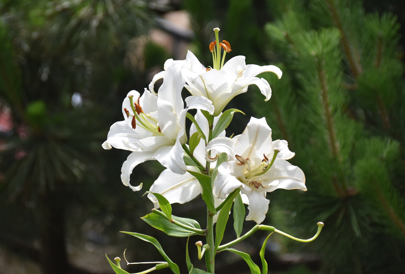 f:id:flowerTDR:20180708074131j:plain