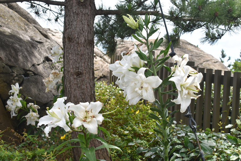 f:id:flowerTDR:20180708074200j:plain