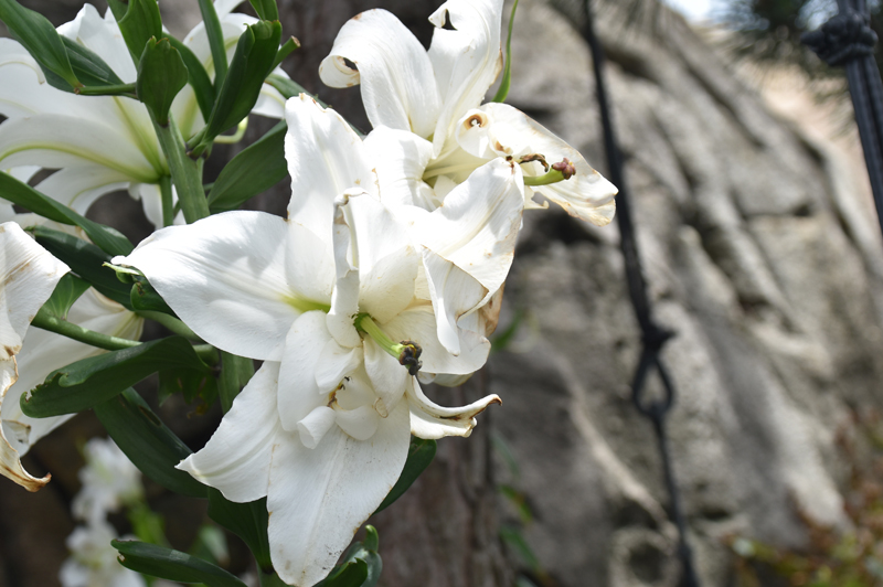 f:id:flowerTDR:20180708074852j:plain