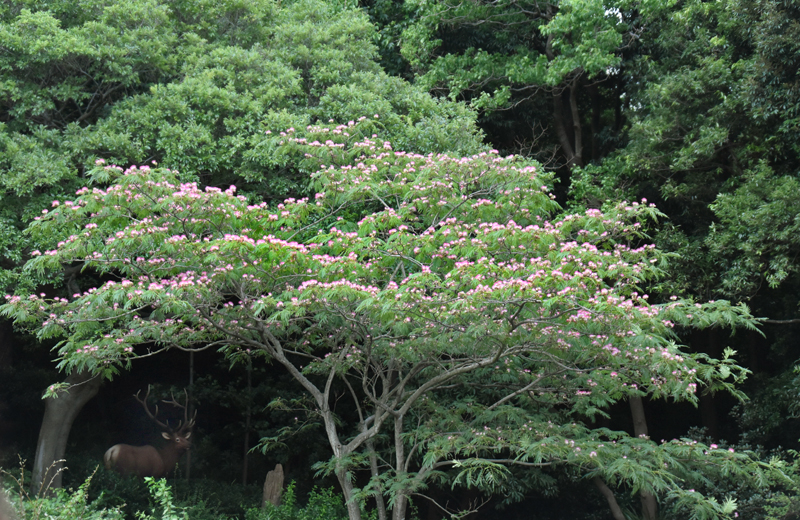 f:id:flowerTDR:20180709074344j:plain