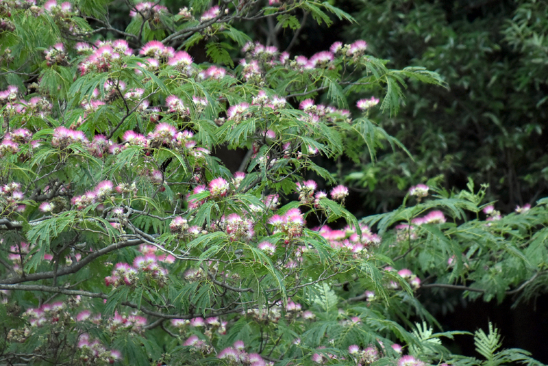 f:id:flowerTDR:20180709074400j:plain