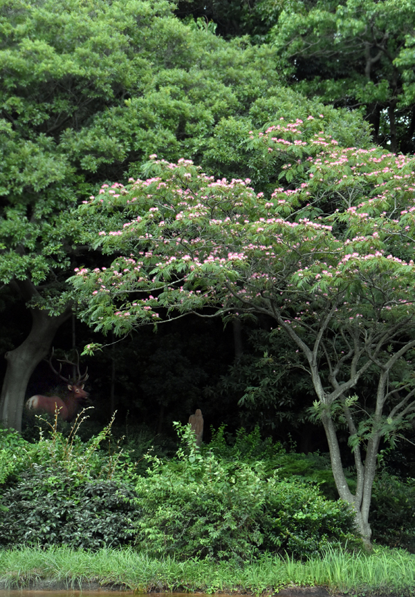 f:id:flowerTDR:20180709074443j:plain