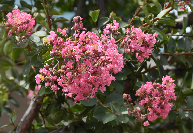 f:id:flowerTDR:20180710081458j:plain