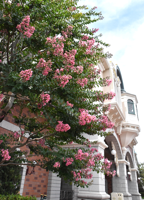 f:id:flowerTDR:20180710081509j:plain