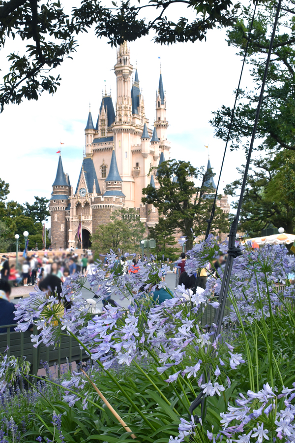 f:id:flowerTDR:20180711080229j:plain