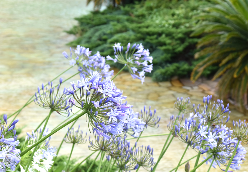 f:id:flowerTDR:20180711080249j:plain