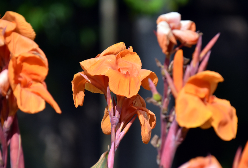 f:id:flowerTDR:20180712235525j:plain f:id:flowerTDR:20180712235525j:plain