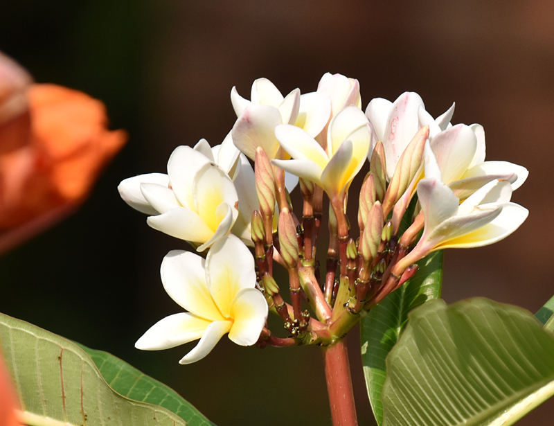 f:id:flowerTDR:20180712235555j:plain f:id:flowerTDR:20180712235555j:plain