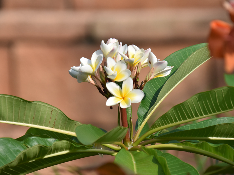 f:id:flowerTDR:20180712235612j:plain f:id:flowerTDR:20180712235612j:plain