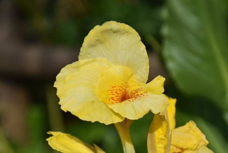 f:id:flowerTDR:20180714014701j:plain