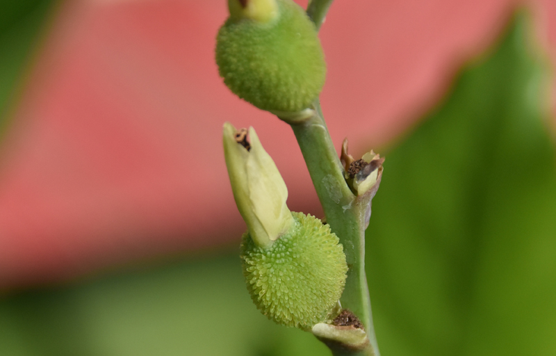 f:id:flowerTDR:20180714014720j:plain