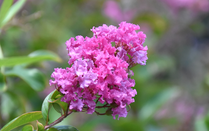 f:id:flowerTDR:20180715091508j:plain