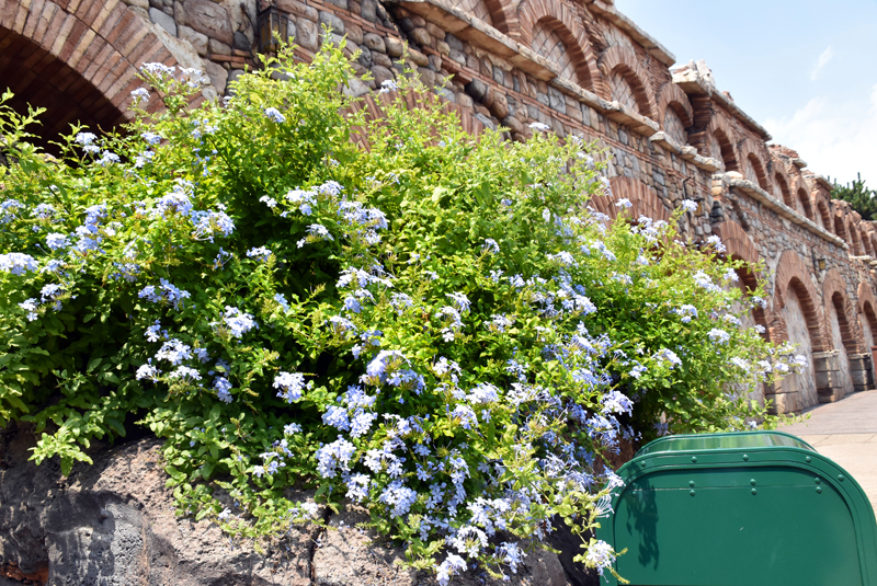 f:id:flowerTDR:20180717082107j:plain