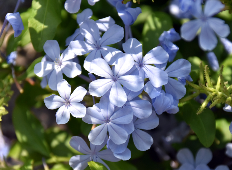 f:id:flowerTDR:20180717082120j:plain