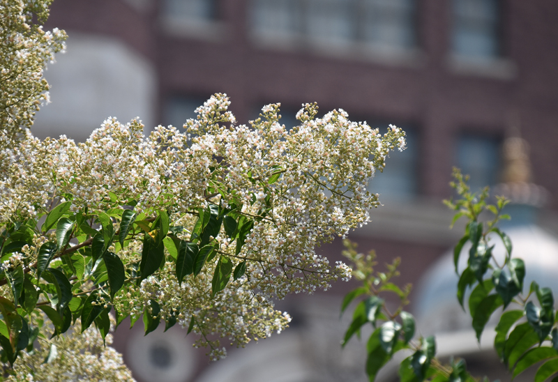 f:id:flowerTDR:20180719081453j:plain