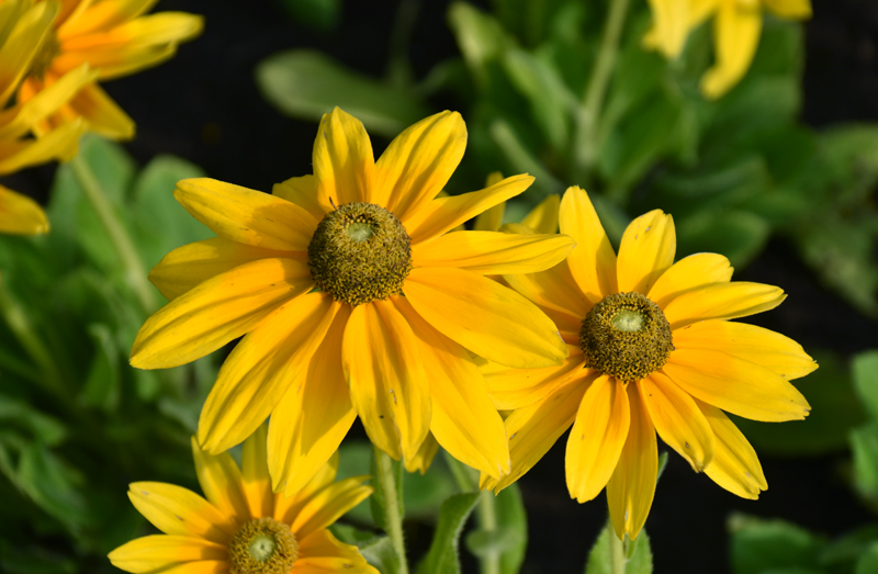 f:id:flowerTDR:20180720082630j:plain