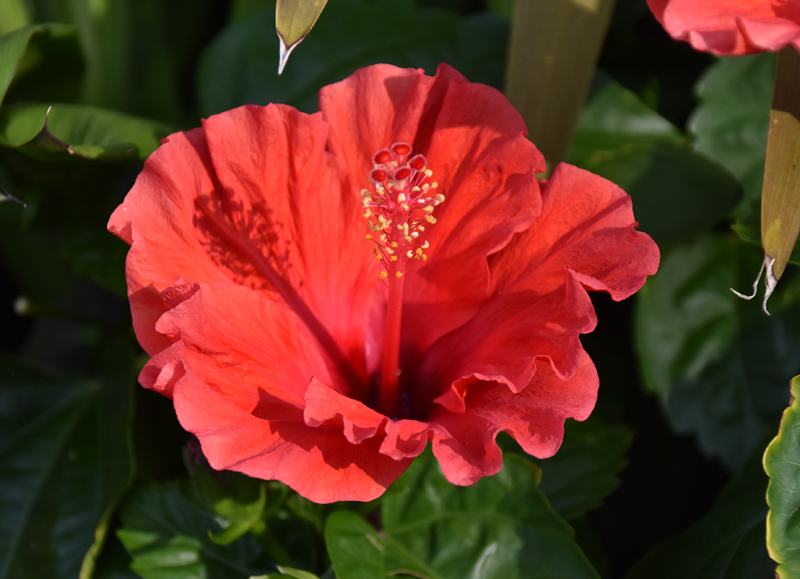 f:id:flowerTDR:20180720233458j:plain