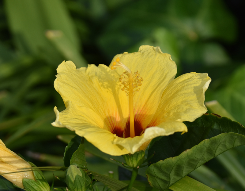 f:id:flowerTDR:20180720233510j:plain