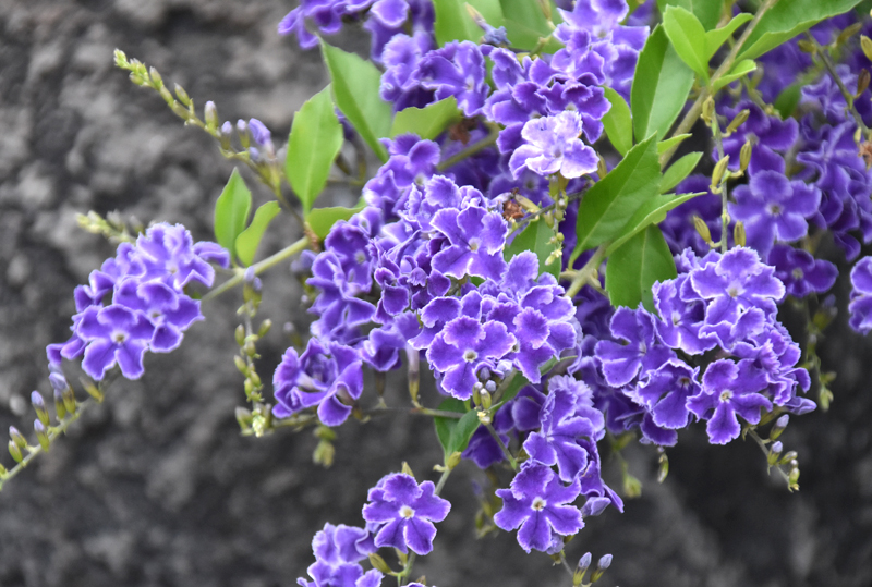 f:id:flowerTDR:20180720233610j:plain