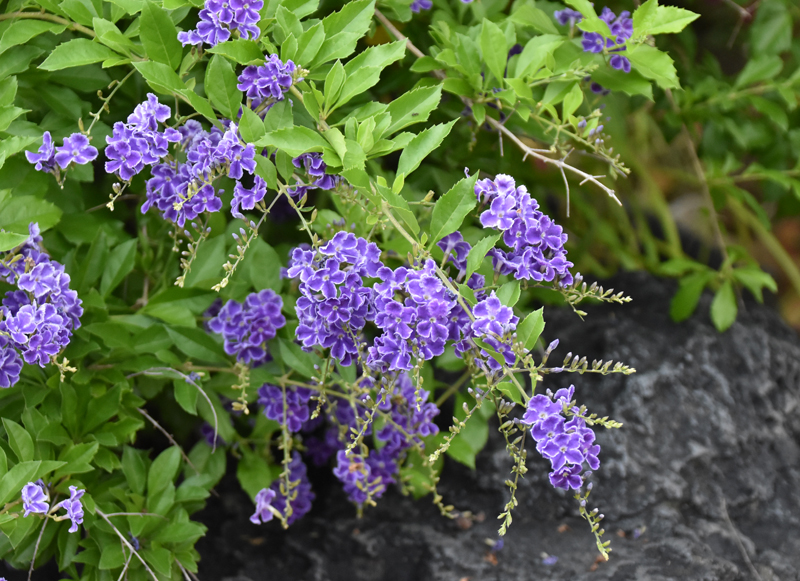 f:id:flowerTDR:20180720233623j:plain