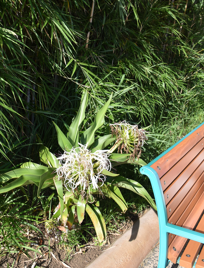f:id:flowerTDR:20180729224935j:plain