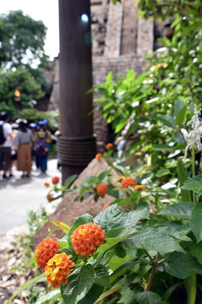 f:id:flowerTDR:20180824090759j:plain