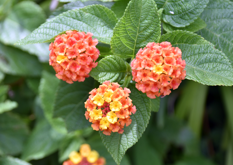 f:id:flowerTDR:20180824090810j:plain