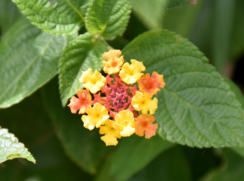 f:id:flowerTDR:20180824090818j:plain