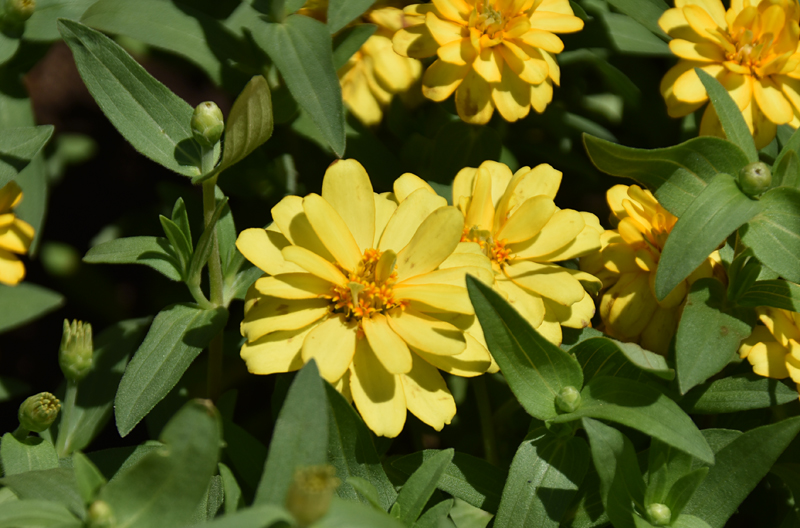 f:id:flowerTDR:20180830232718j:plain f:id:flowerTDR:20180830232718j:plain