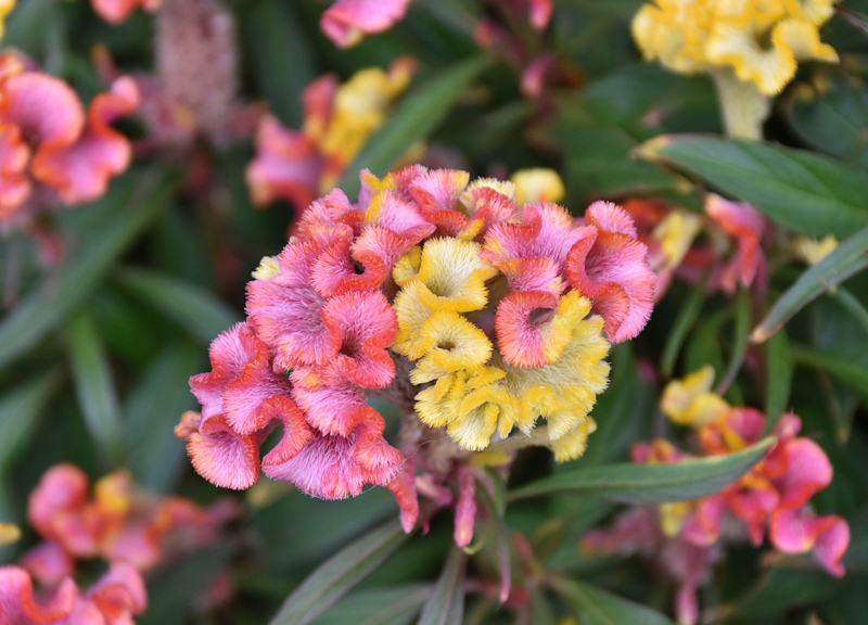 f:id:flowerTDR:20180916075347j:plain