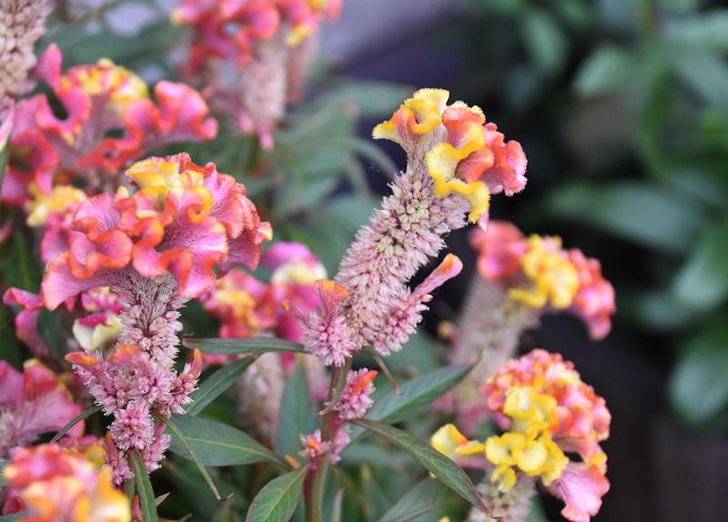 f:id:flowerTDR:20180916075402j:plain