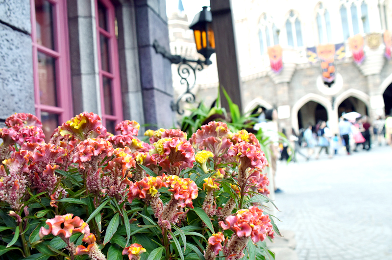 f:id:flowerTDR:20180916081400j:plain